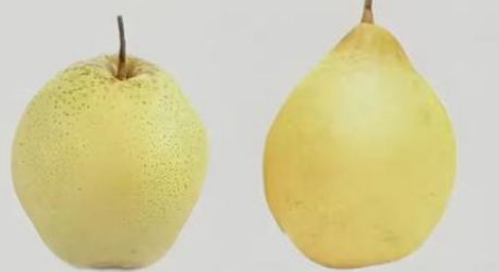 梨類(lèi)存儲(chǔ)條件指南（雪梨、鴨梨）——不同品種溫濕度差異及實(shí)操方案